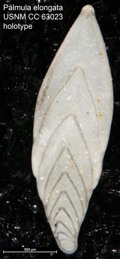 Palmula elongata Bermúdez, 1949