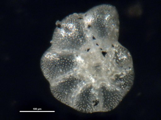 Elphidium delicatulum Bermúdez, 1949