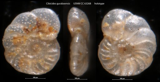 Cibicides guraboensis Bermúdez, 1949