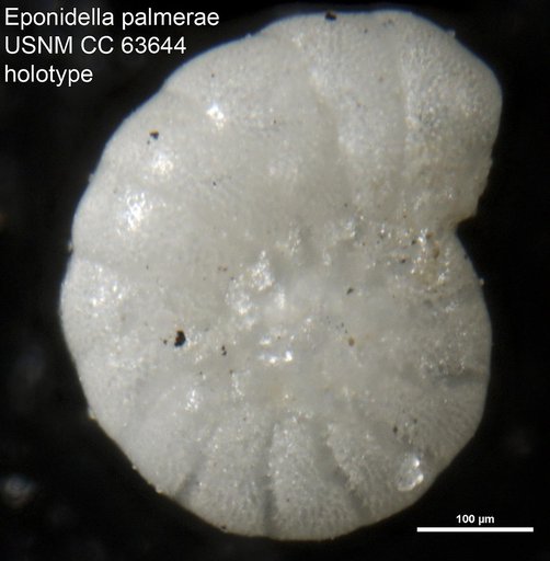 Eponidella palmerae Bermúdez, 1949