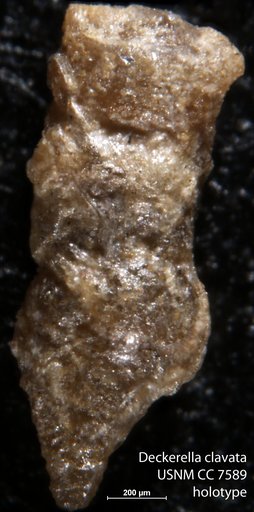 Deckerella clavata Cushman & Waters, 1928