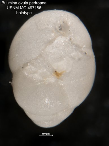 Bulimina ovula var. pedroana Kleinpell, 1938