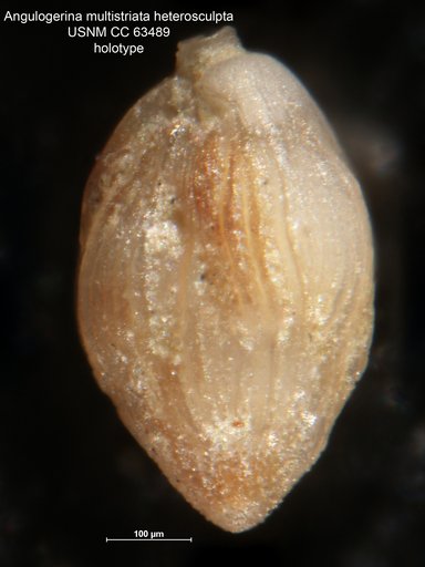 Angulogerina multistriata var. heterosculpta Bermudez, 1949