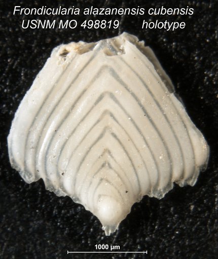 Frondicularia alazanensis cubensis Palmer & Bermudez, 1936