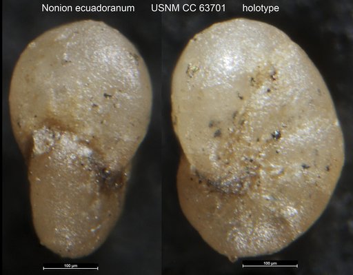 Nonion ecuadoranum Cushman & Stainforth, 1951