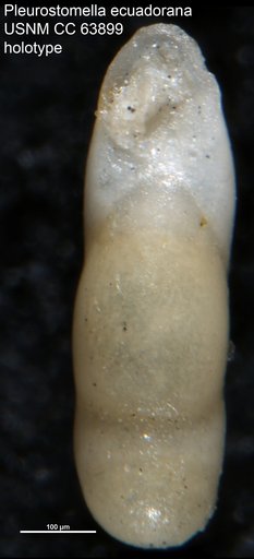 Pleurostomella ecuadorana Cushman & Stainforth, 1951