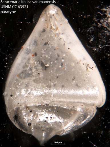 Saracenaria italica var. maoensis Bermudez, 1949