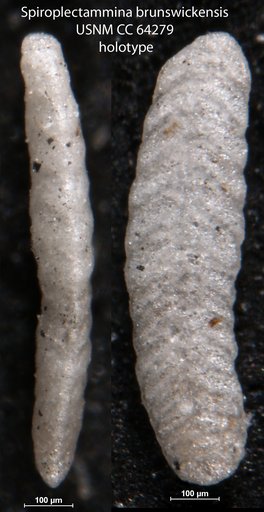 Spiroplectammina brunswickensis Todd & Kniker, 1952
