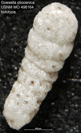 Goesella pliocenica Natland, 1938