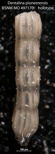 Dentalina pioneerensis Kleinpell, 1938