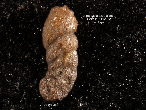 Ammobaculites obliquus Loeblich & Tappan, 1949