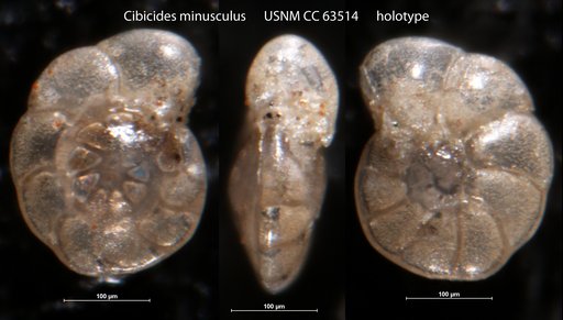 Cibicides minusculus Bermúdez, 1949
