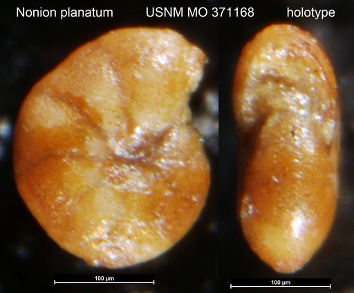 Nonion planatum Cushman & Thomas, 1930