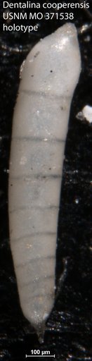 Dentalina cooperensis Cushman, 1933
