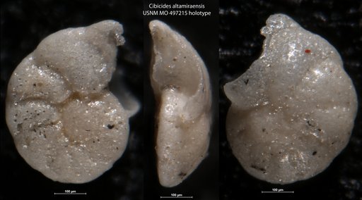 Cibicides altamiraensis Kleinpell, 1938