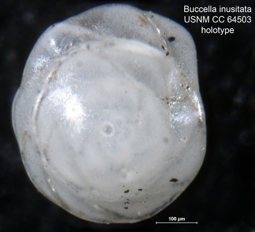 Buccella inusitata Andersen, 1952
