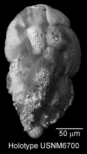 Pseudouvigerina plummerae Cushman, 1927