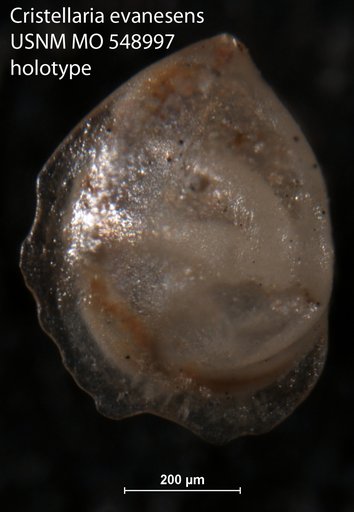 Cristellaria evanesens Israelsky, 1955