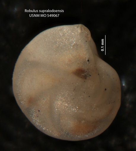Robulus supralodoensis Israelsky, 1955