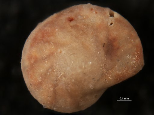 Robulus habilis Israelsky, 1955