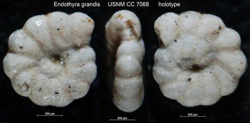 Endothyra grandis Waters, 1928