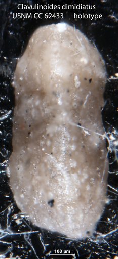 Clavulinoides dimidiatus Bermúdez, 1949