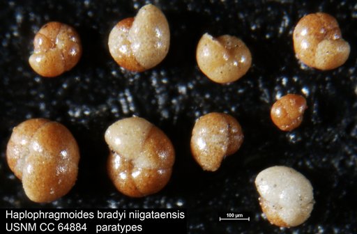 Haplophragmoides bradyi niigataensis Uchio, 1962