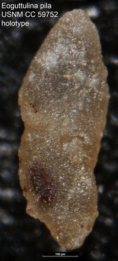 Eoguttulina pila Lalicker, 1950