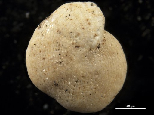 Elphidium guraboensis Bermudez, 1949