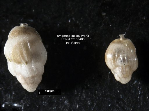 Uvigerina quisqueyana Bermúdez, 1949