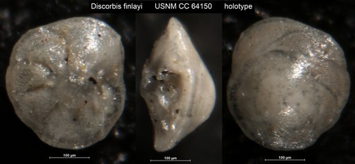 Discorbis finlayi Dorreen, 1948
