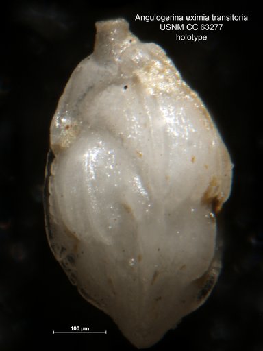 Angulogerina eximia var. transitoria Bermudez, 1949