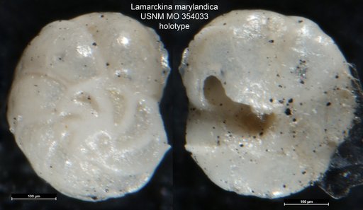 Lamarckina marylandica Cushman, 1926