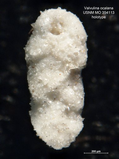 Valvulina ocalana Cushman, 1926