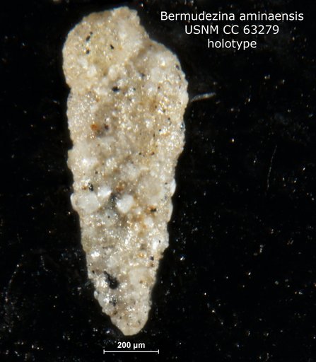 Bermudezina aminaensis Bermúdez, 1949