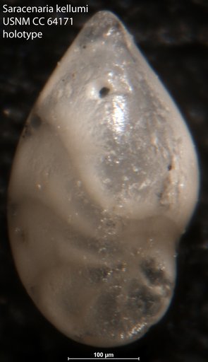 Saracenaria kellumi Dorreen, 1948