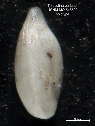Triloculina earlandi Cushman, 1954