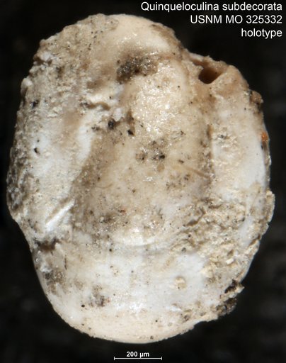 Quinqueloculina subdecorata Cushman, 1918