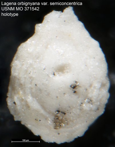 Lagena orbignyana var. semiconcentrica Cushman, 1933