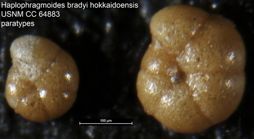 Haplophragmoides bradyi hokkaidoensis Uchio, 1962