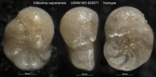 Cibicidina cajiranensis Becker & Dusenbury, 1958
