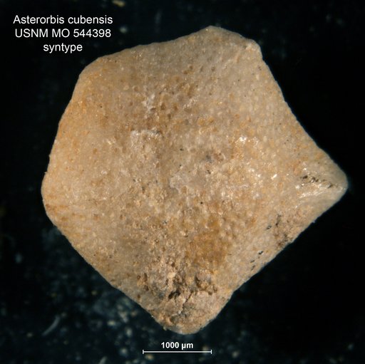 Asterorbis ? cubensis Palmer, 1934