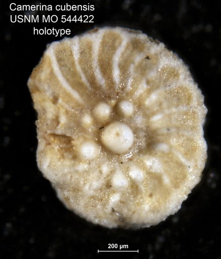 Camerina ? cubensis Palmer, 1934