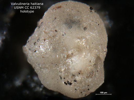 Valvulineria haitiana Bermúdez, 1949