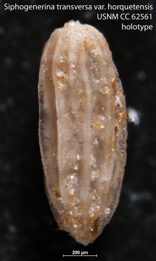 Siphogenerina transversa horquetensis Bermudez, 1949