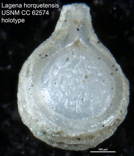 Lagena horquetensis Bermúdez, 1949