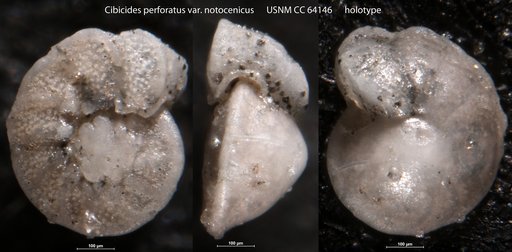 Cibicides perforatus var. notocenicus Dorreen, 1948