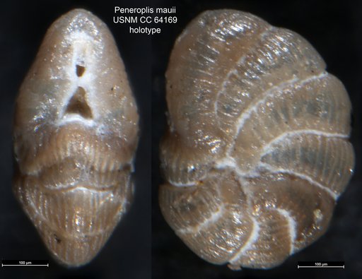 Peneroplis mauii Dorreen, 1948