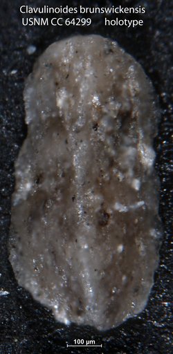 Clavulinoides brunswickensis Todd & Kniker, 1952