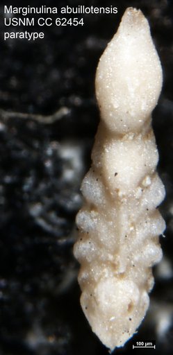 Marginulina abuillotensis Bermúdez, 1949